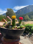 Flower top cactus and succulent arrangement in beautiful concrete bowl 